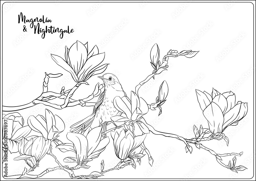 Magnolia tree branch with flowers and nightingale coloring page for the adult coloring book outline hand drawing vector illustration vector