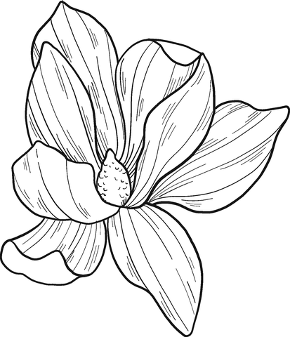 Magnolia coloring pages printable for free download