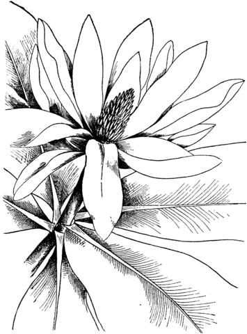 Magnolia coloring pages printable for free download