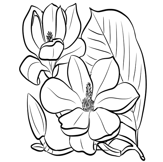 Magnolia flower coloring pages