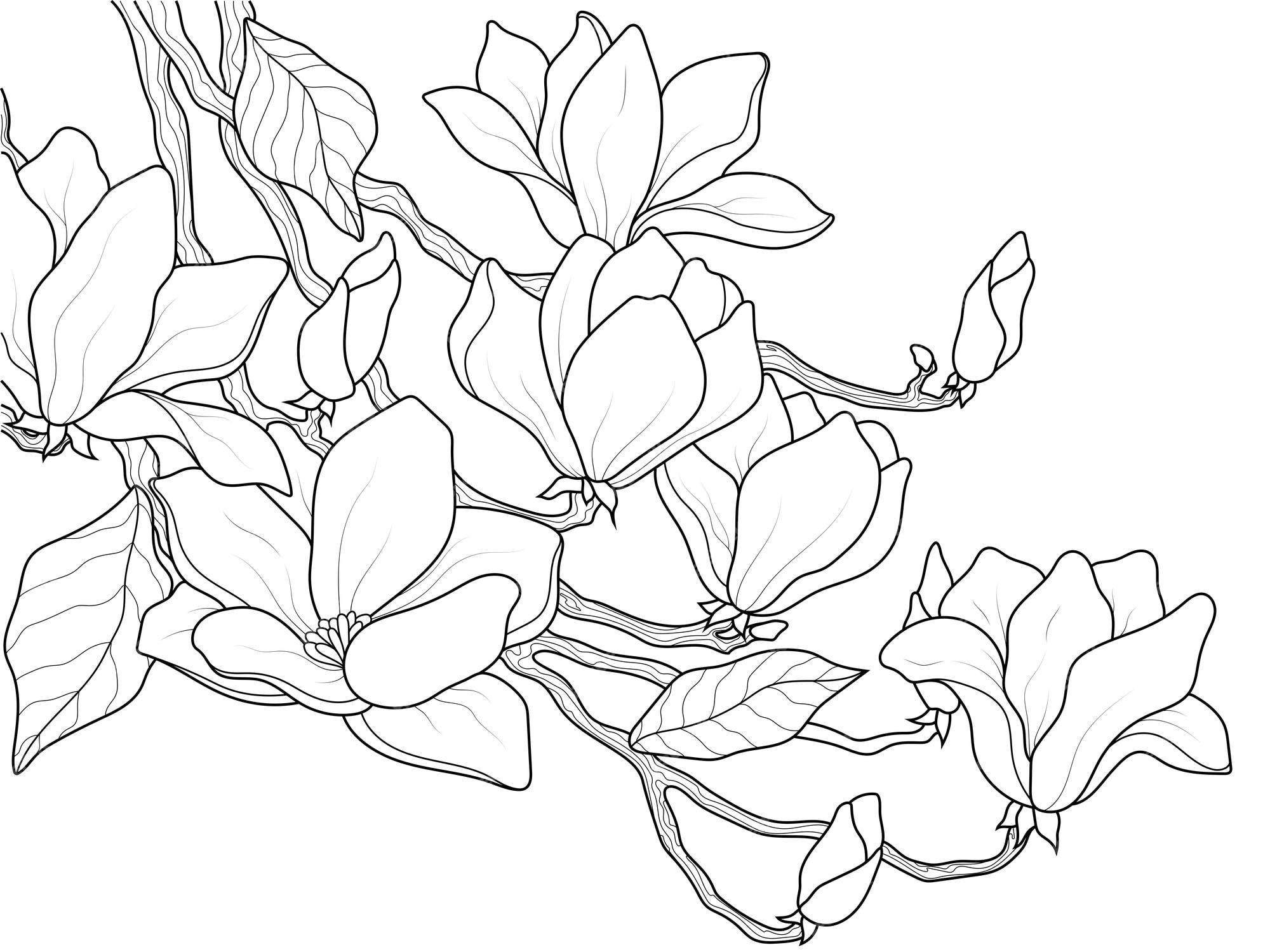 Premium vector branch of blooming magnolia children coloring book full page ready for printing