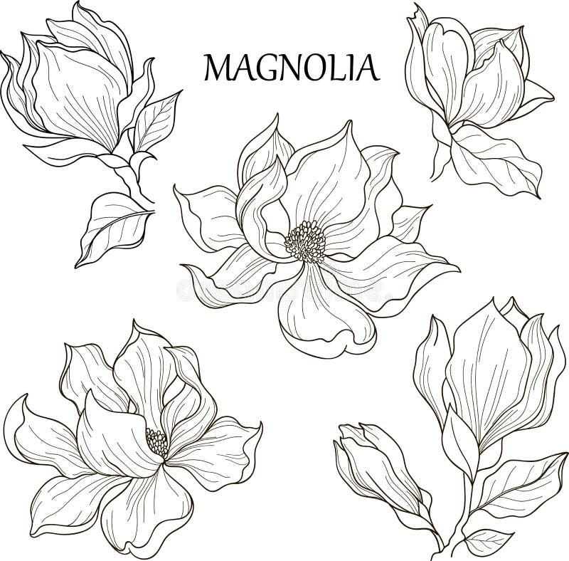 Coloring magnolia stock illustrations â coloring magnolia stock illustrations vectors clipart