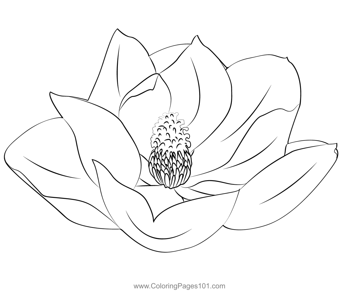 Magnolia flower coloring page for kids