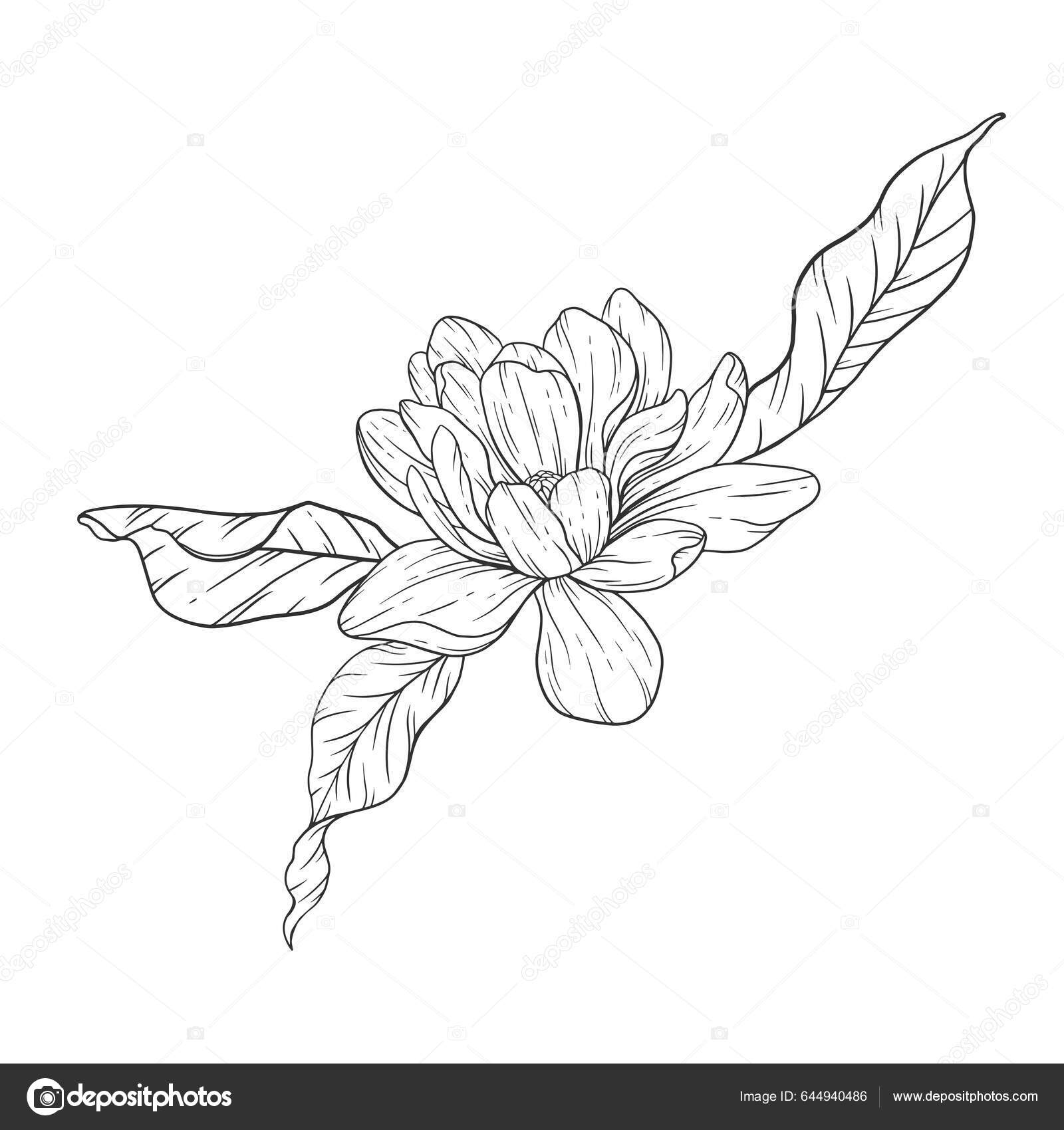 Floral line art magnolia flower outline floral coloring pages minimalist stock vector by caraulanart