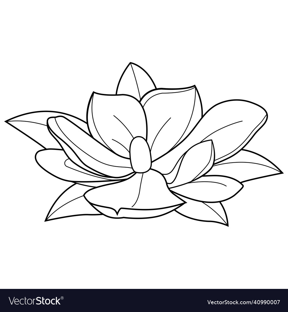 Magnolia flower black and white coloring page vector image