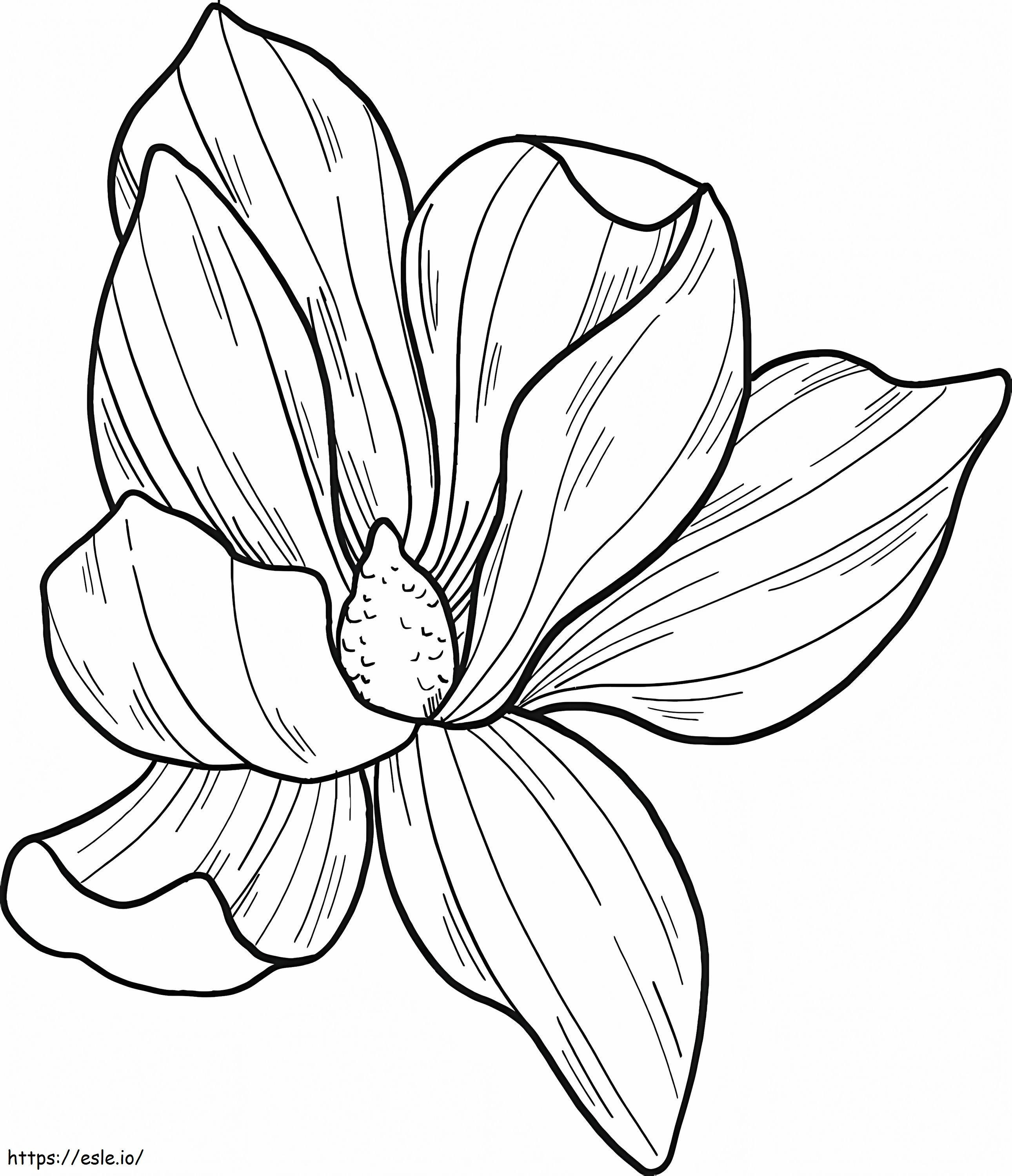 Magnolia flower coloring page