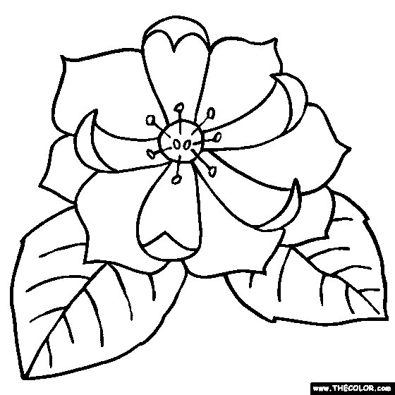 Agnolia flower coloring page yoloxochitl flower