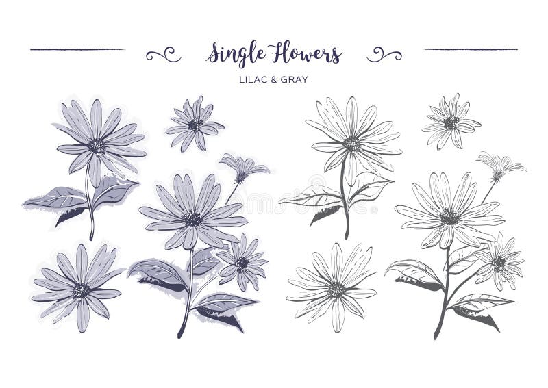 Hand drawn flowers sketch chamomiles daisies coloring page jerusalem artichoke flower botanical floral stock vector