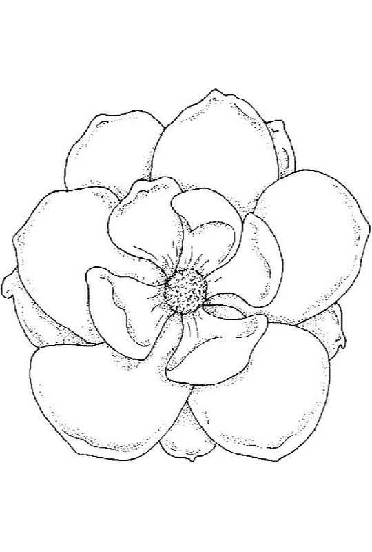 Magnolia coloring pages