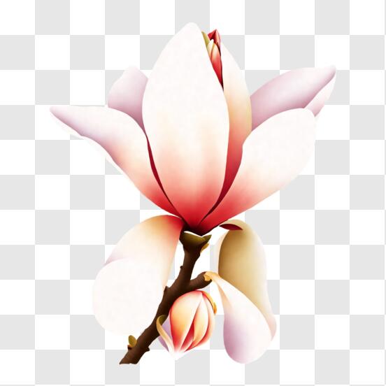 Download beautiful white magnolia flower in full bloom png online