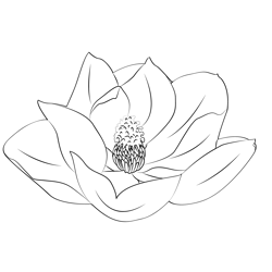 Magnolia coloring page for kids