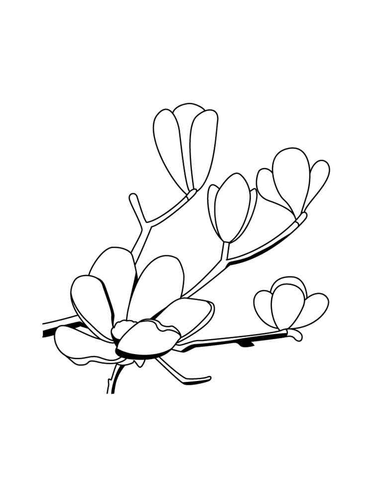 Magnolia coloring pages