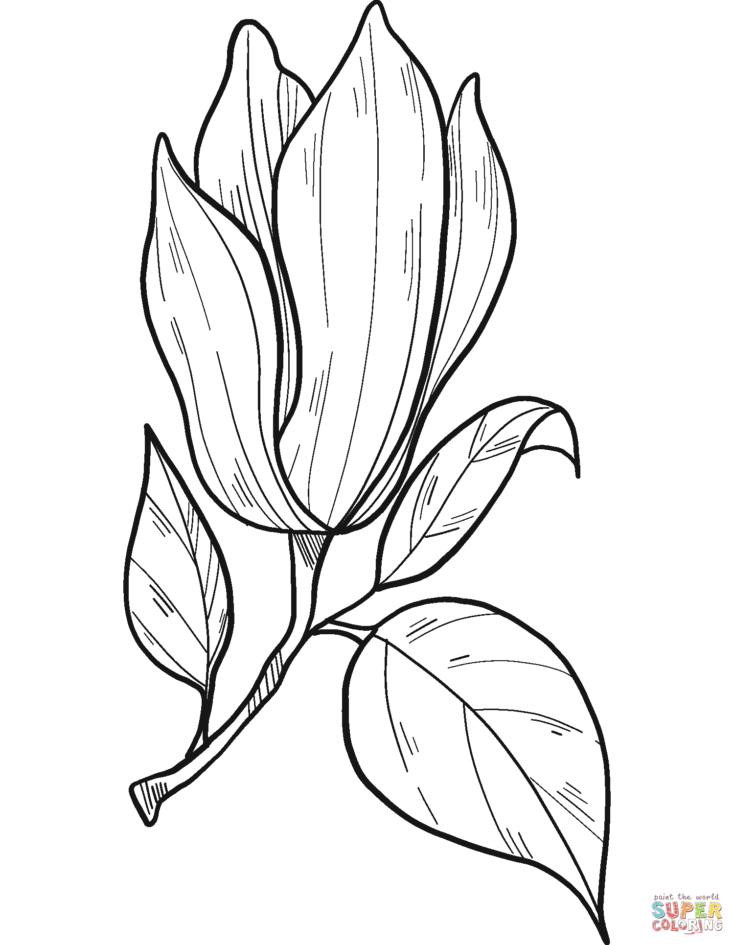 Magnolia coloring pages