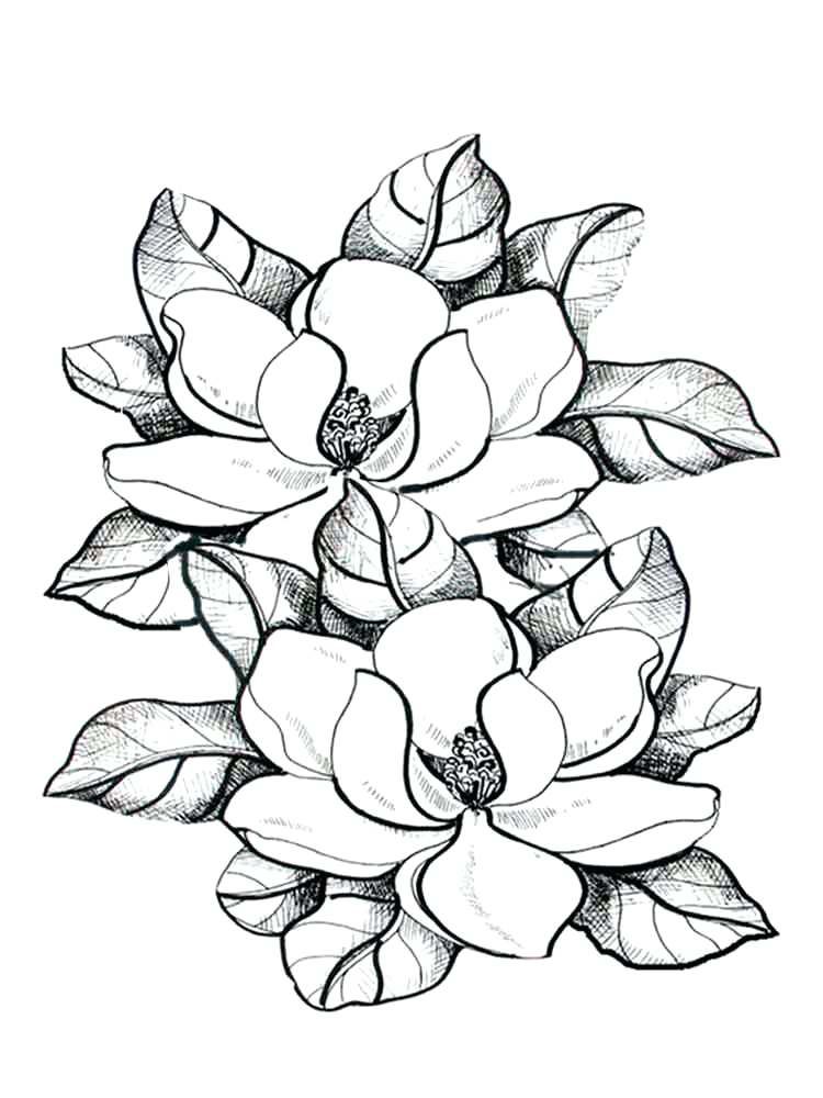 Magnolia coloring pages