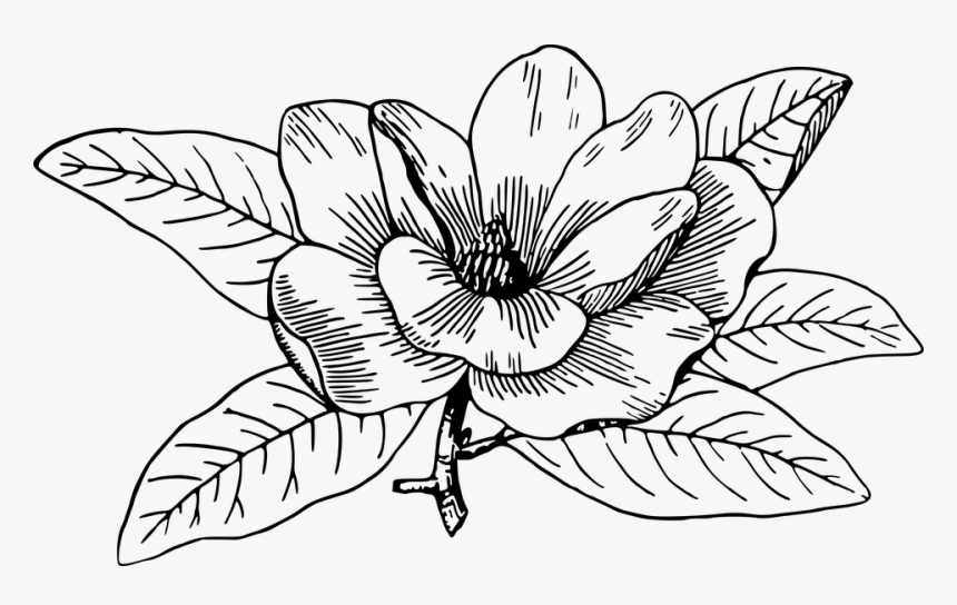 Flower line art buy clip art