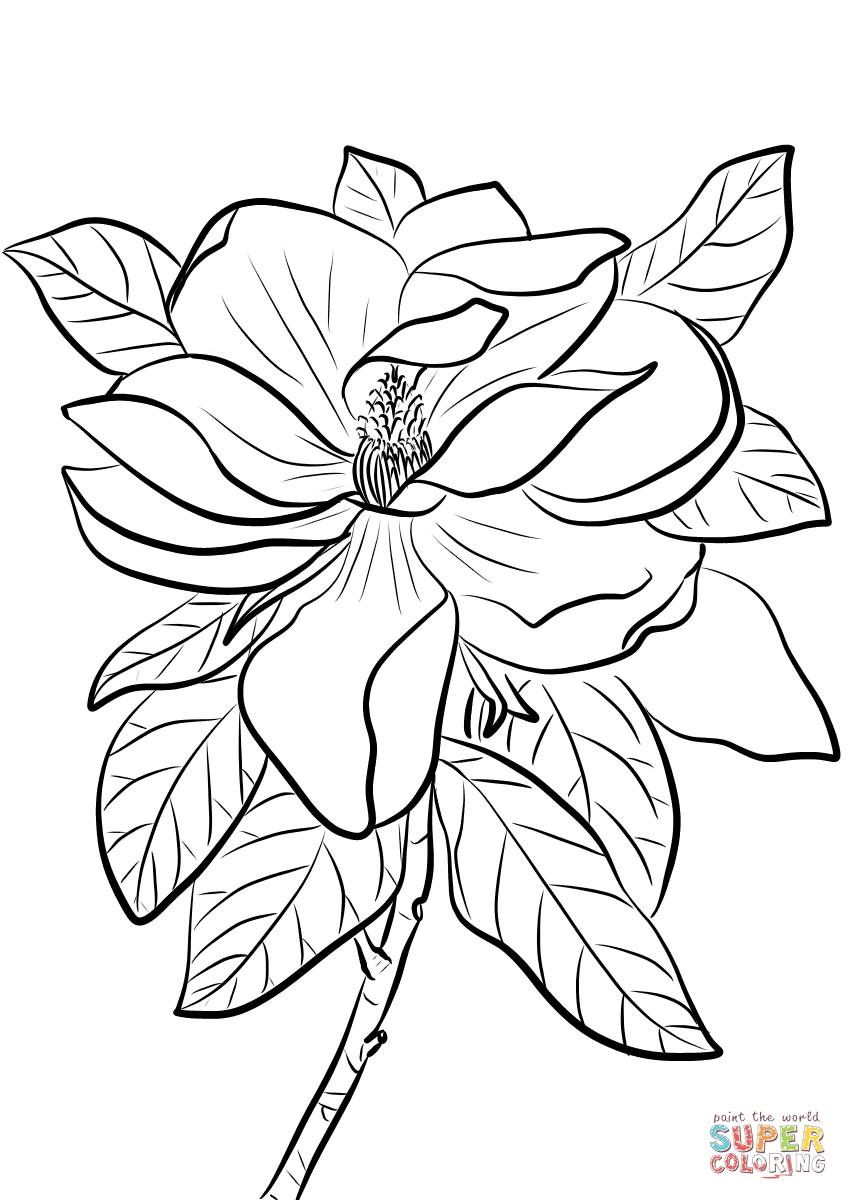 Magnolia coloring pages