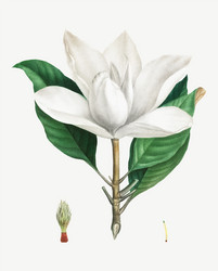 Southern magnolia vector images