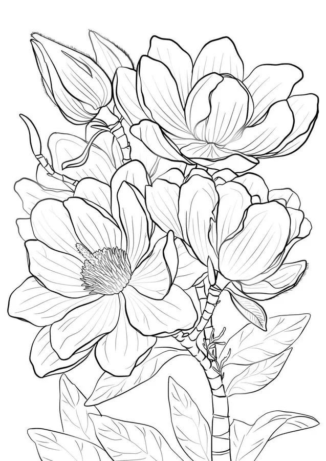 Coloring pages magnolia printable for kids adults free to download