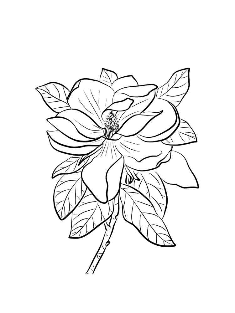 Magnolia coloring pages