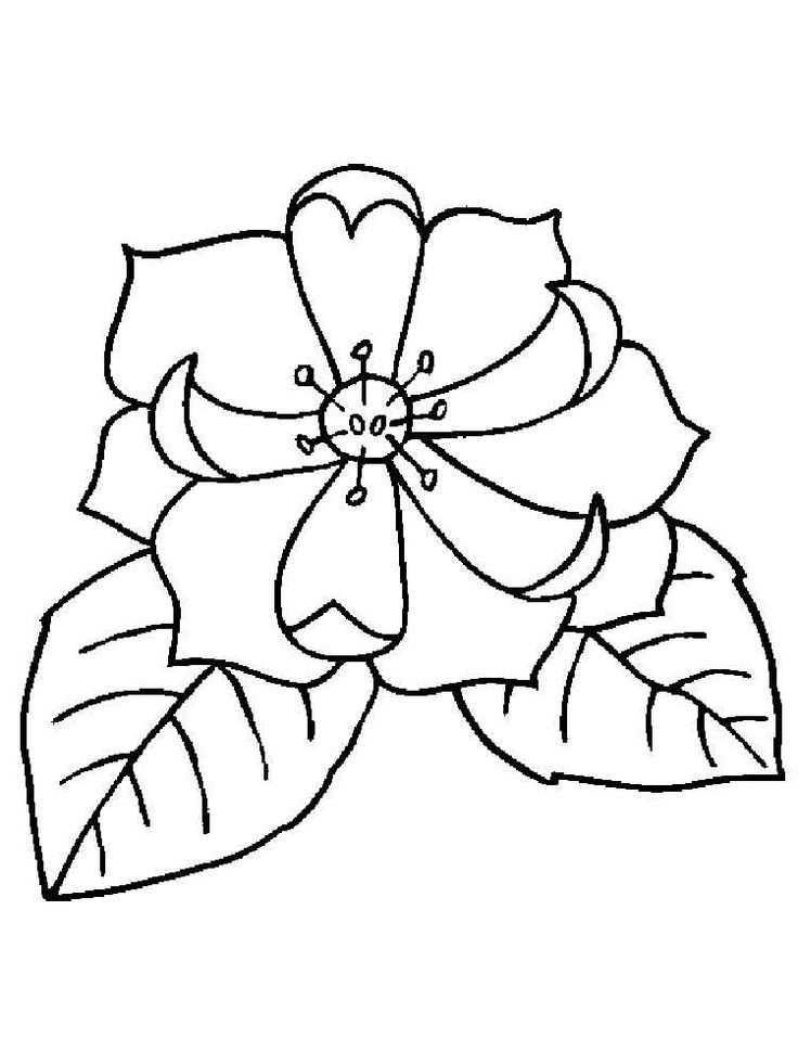 Magnolia coloring pages