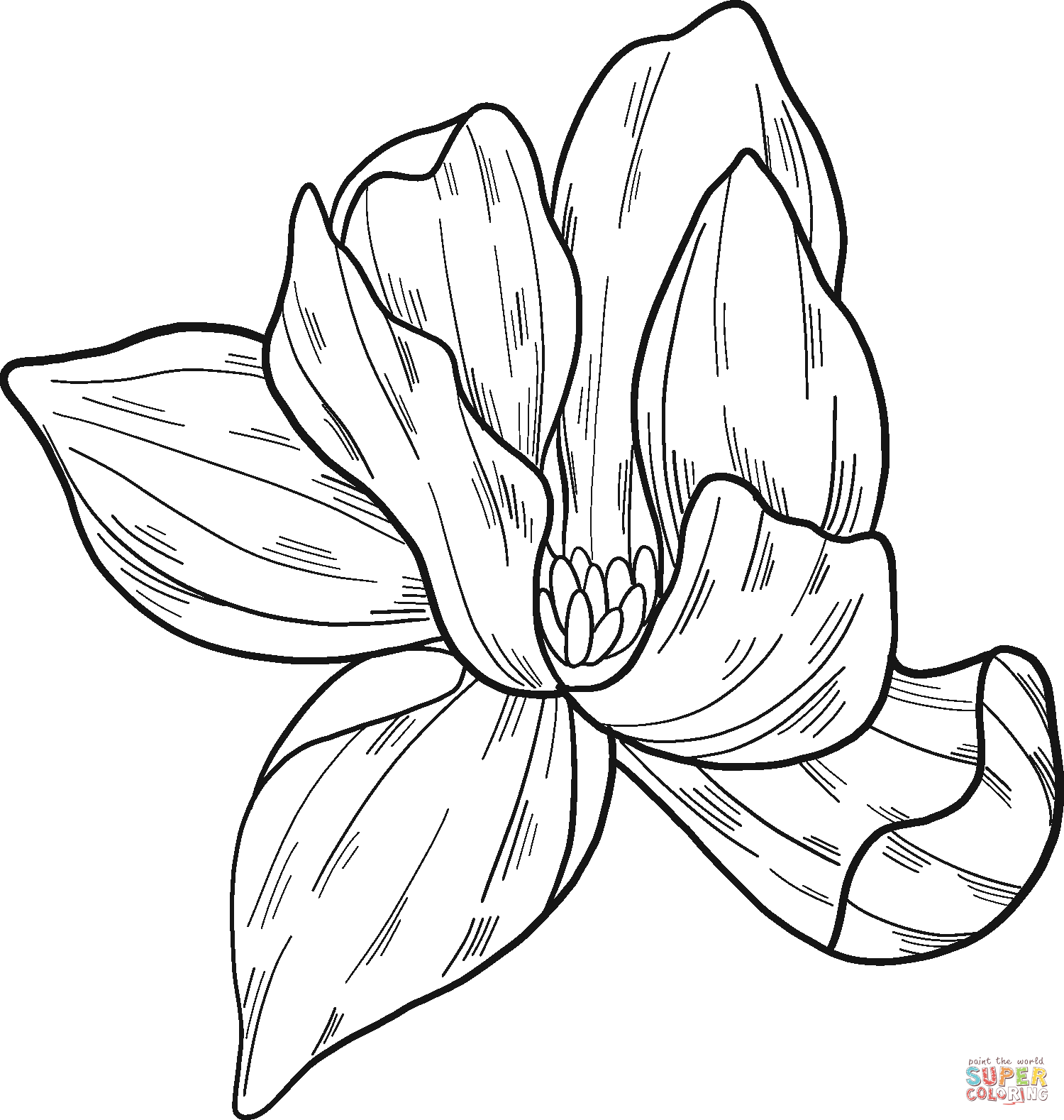 Magnolia coloring pages