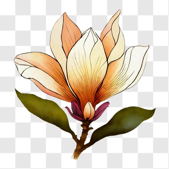 Download beautiful magnolia flower png online