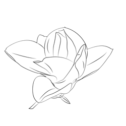 Magnolia coloring page for kids