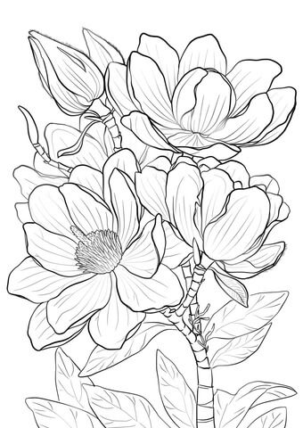 Campbells magnolia coloring page free printable coloring pages esboãos de flor flores para colorir pãginas para colorir gratuitas