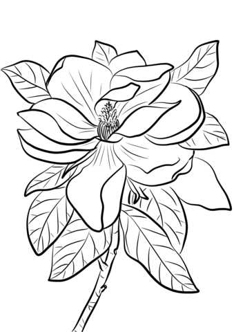 Magnolia grandiflora coloring page free printable coloring pages