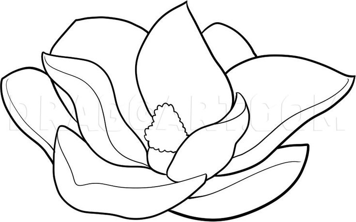 How to draw a magnolia by dawn dragoart flower art painting flower painting flower coloring pages