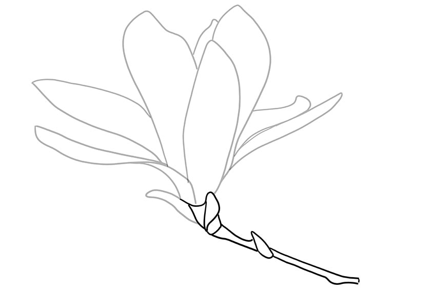 How to draw a magnolia flower