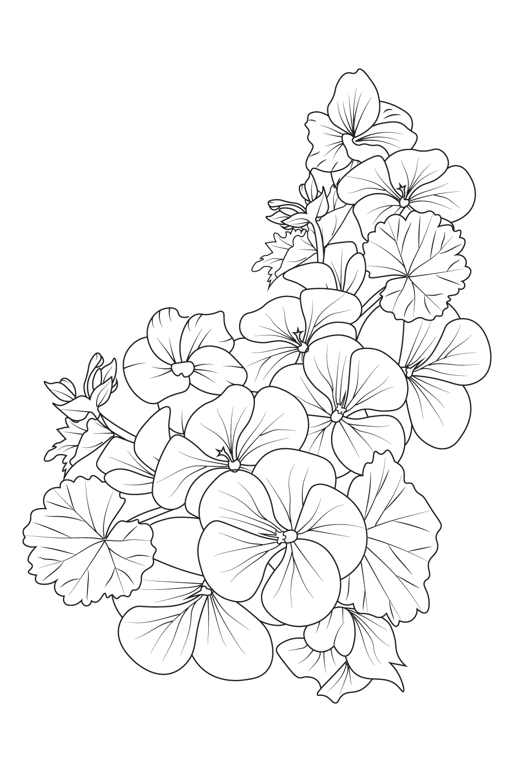 Geranium flower bouquet pelargonium geranium geranium drawing geranium drawing easy flower cluster drawing easy flower coloring pages cute flower coloring pages