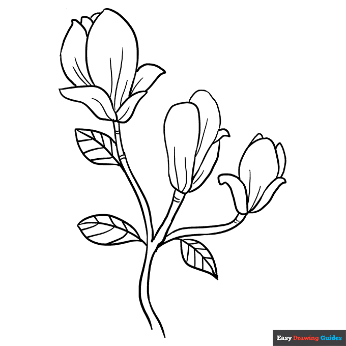 Magnolia flowers coloring page easy drawing guides