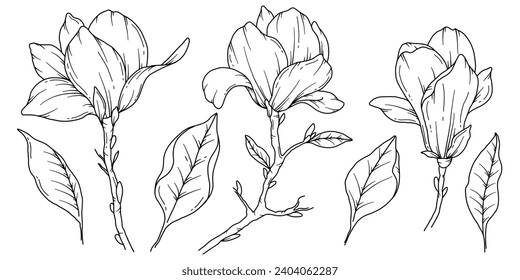 Magnolia line drawing images stock photos d objects vectors