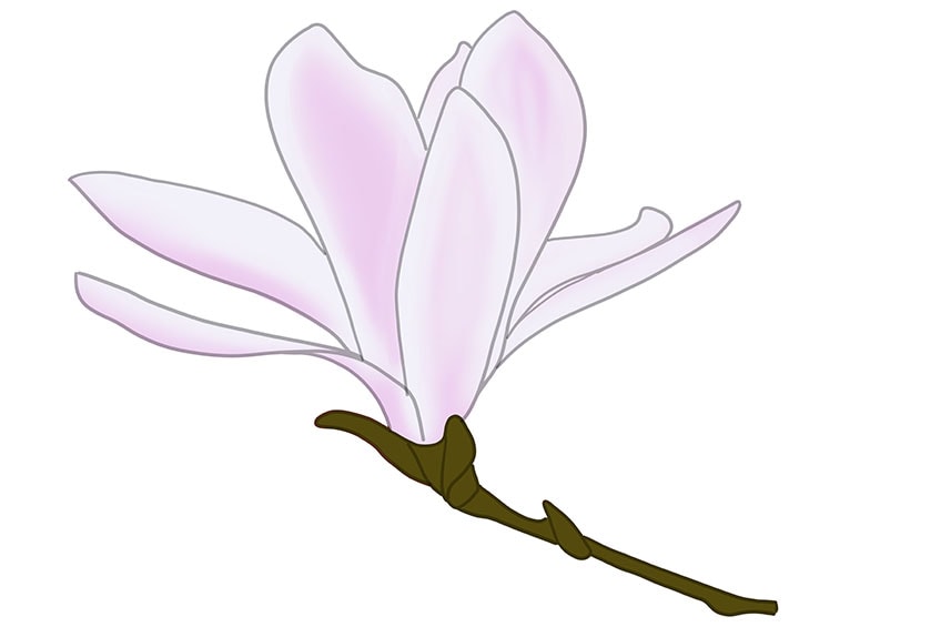 How to draw a magnolia flower