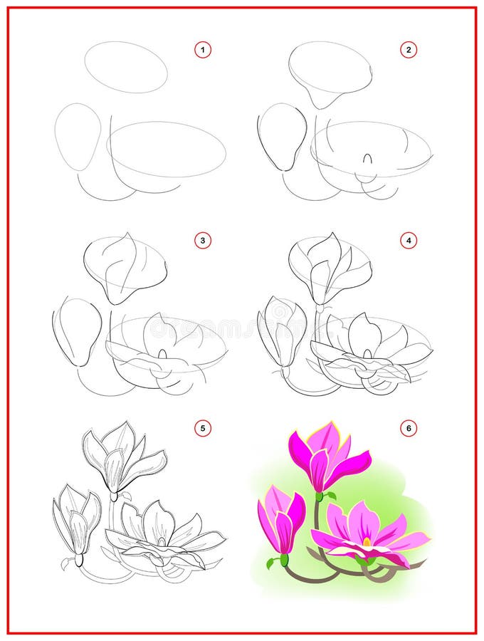 Page shows how to learn to draw step by step flowers of magnolia developing children skills for drawing and coloring stock vector