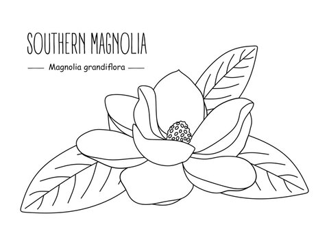 Magnolia outline images â browse photos vectors and video