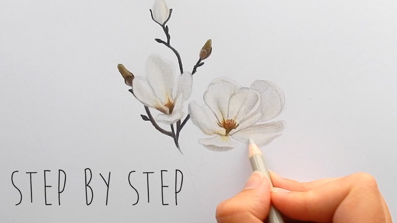 Step by step how to draw color a white magnolia flower with colored pencils emmy kalia