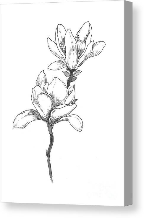 Magnolia flower contour black ink blossom motive canvas print canvas art by joanna szmerdt