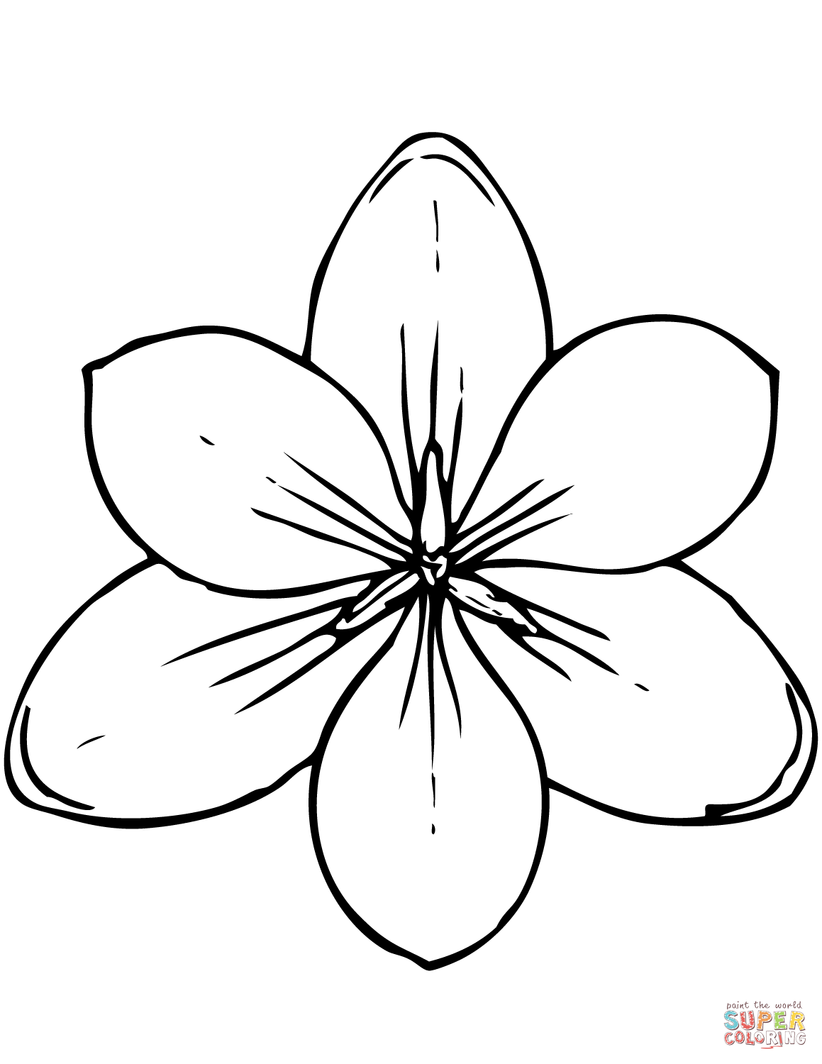 Magnolia coloring page free printable coloring pages