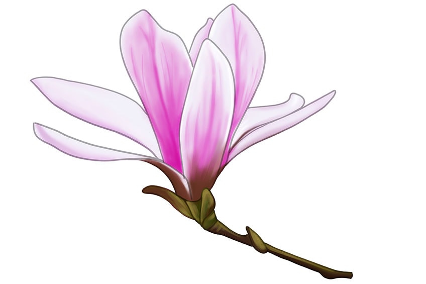 How to draw a magnolia flower