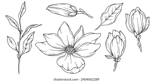 Magnolia line drawing images stock photos d objects vectors