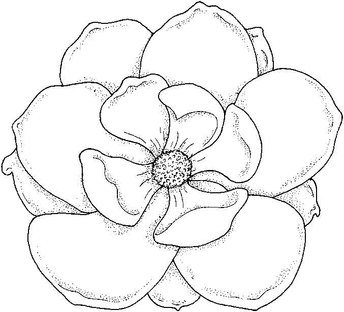 Flower coloring boook flower coloring pages for kids flower coloring pages coloring pages flower drawing flower coloring pages flower painting