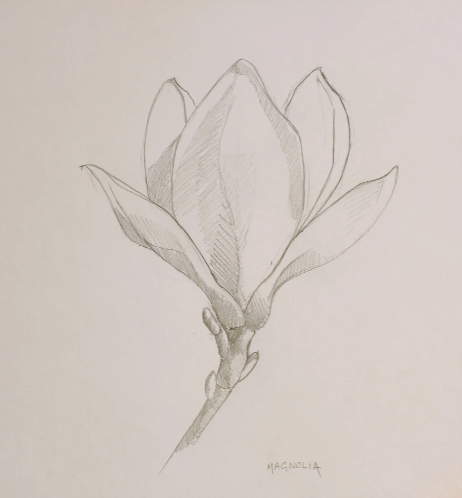 How to draw a pink and white magnolia flower