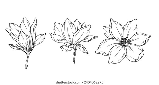 Magnolia line drawing images stock photos d objects vectors