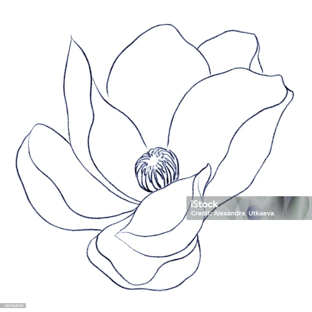 Magnolia flower coloring linear contour drawing stock illustration