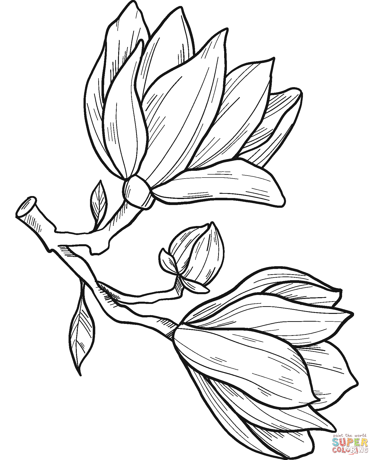 Magnolia flowers coloring page free printable coloring pages