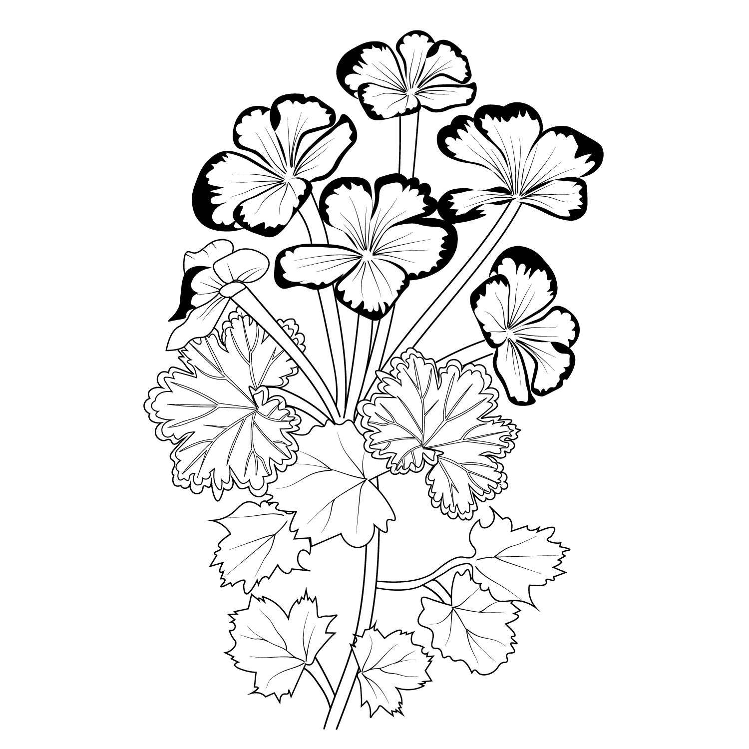 Coloring easy geranium drawing pencil geranium drawing tattoo geranium flower drawing geranium flower vector art flower line art flower coloring pages