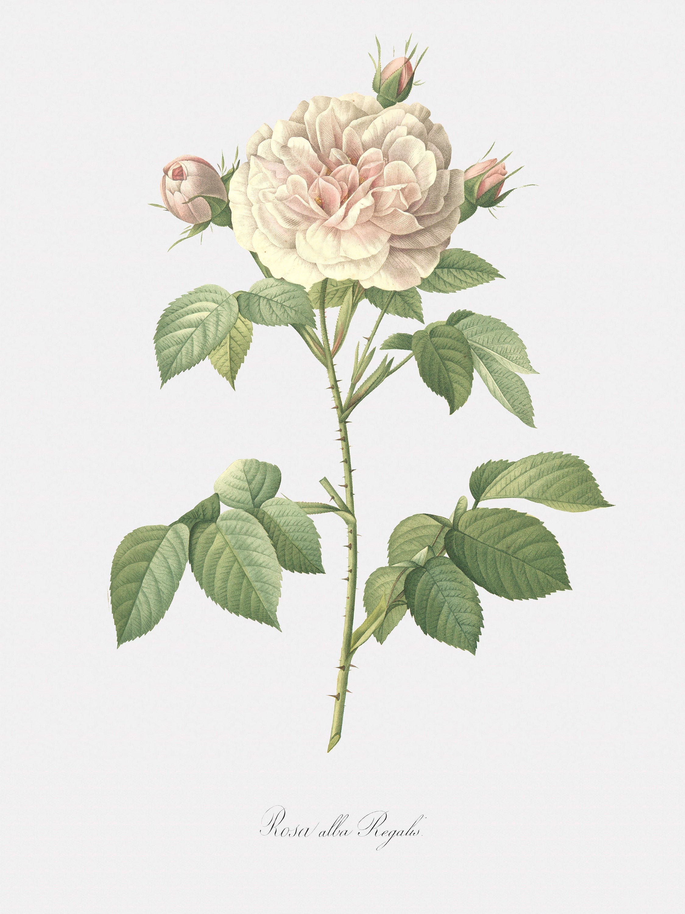 Rose art print floral art great maidens blush rosa alba regalis botanical print