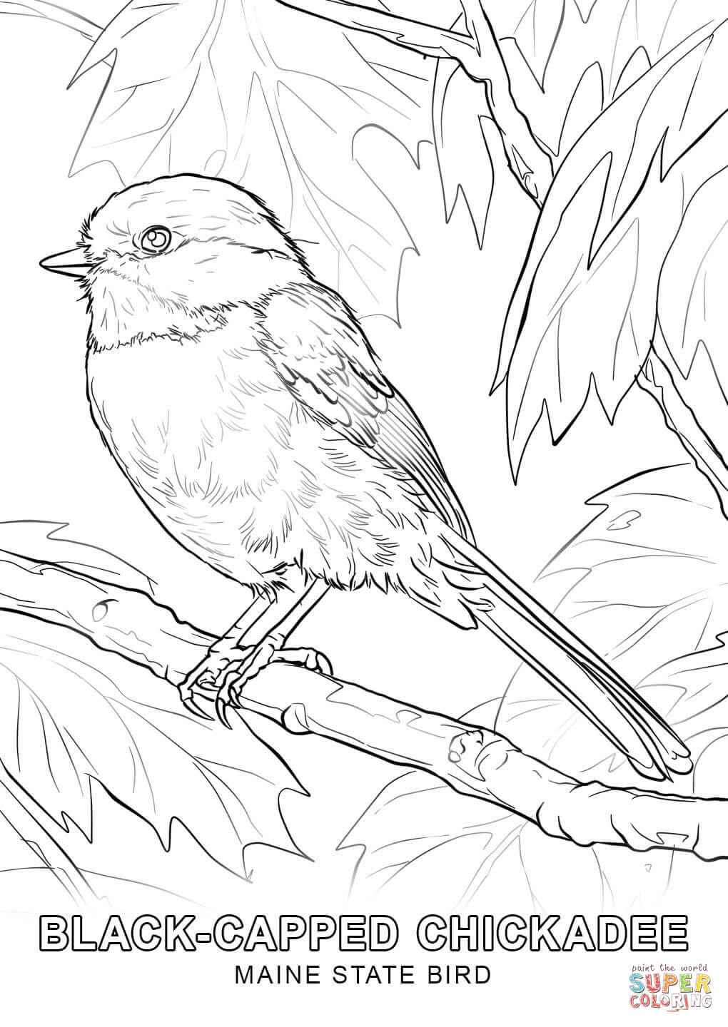 Maine state bird coloring page free printable coloring pages